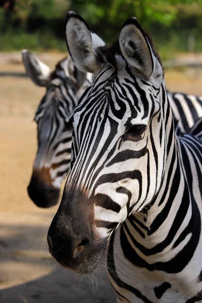 Détails Tête Portrait Zèbres Rayures Africaines Photographie Nature Faune — Photo