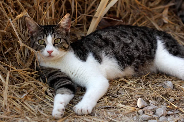 Porträtt av feral mångfärgade katt på landsbygden — Stockfoto