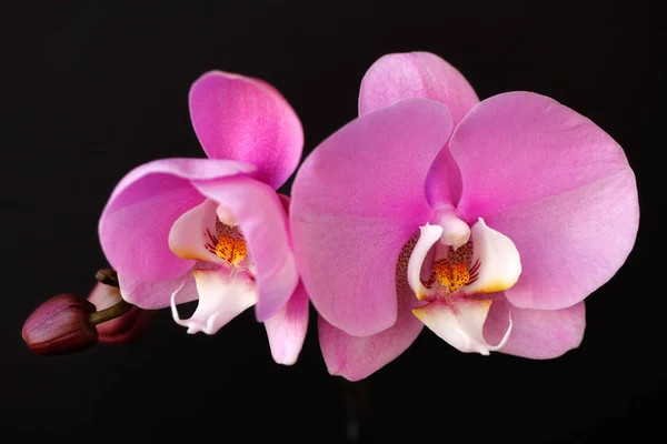Nahaufnahme Einer Rosa Weißen Orchideenblüte Orchideengewächse Auf Schwarzem Hintergrund Makrofotografie — Stockfoto