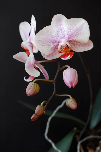 Pink-white dotted orchid (orchidaceae) flower on the black backg — Stock Photo, Image