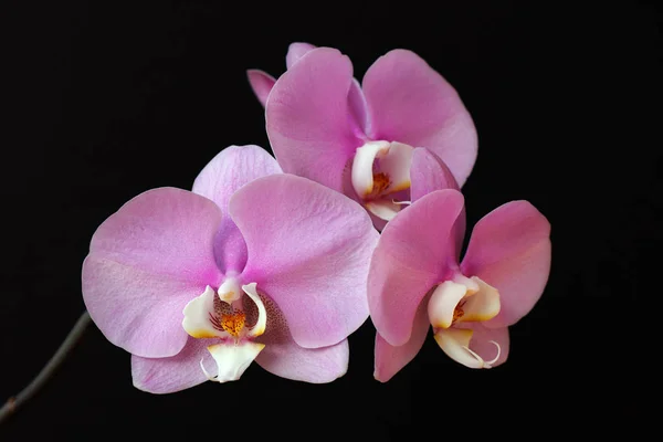 Nahaufnahme Einer Rosa Weißen Orchideenblüte Orchideengewächse Auf Schwarzem Hintergrund Makrofotografie — Stockfoto
