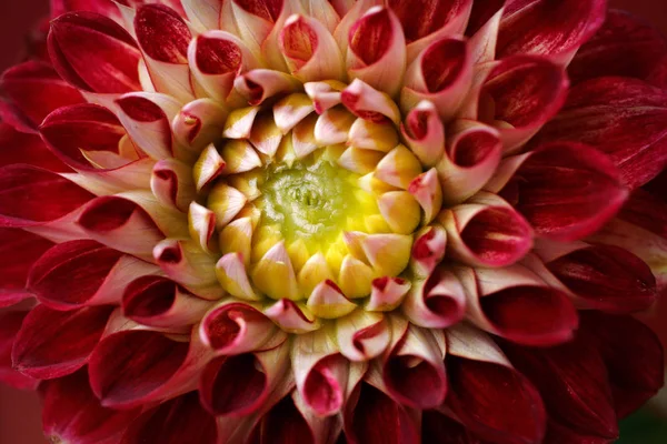 Retrato de flor dahlia vermelho-branco — Fotografia de Stock