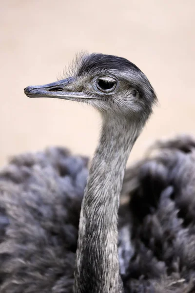 Portrét Ženy Šedá Větší Rhea Rhea Americana Fotografie Přírody Divoké — Stock fotografie