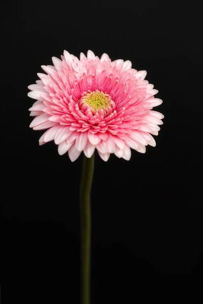 Porträt einer pastellfarbenen Gerbera-Blume auf schwarzem Hintergrund — Stockfoto