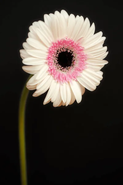 Porträt einer pastellfarbenen Gerbera-Blume auf schwarzem Hintergrund — Stockfoto