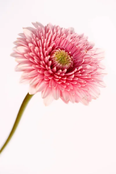 Porträt einer pastellfarbenen Gerbera-Blume auf weißem Hintergrund — Stockfoto