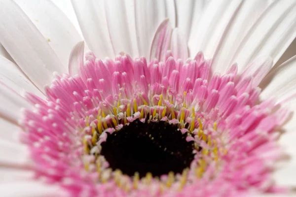 Nahaufnahme der Mitte Pastell rosa Gerbera Blume — Stockfoto
