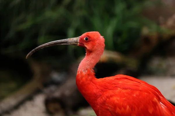 Porträt des Scharlachroten Ibis (Eudocimus ruber), einer Ibisart in — Stockfoto