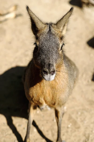 Portrait of Patagonian Cavy Mara (dolichotis mammal) — Stock Photo, Image