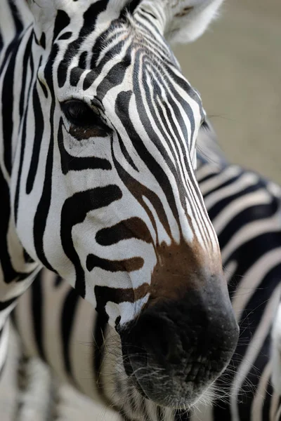 Portrét Africké Pruhované Zebry Fotografie Přírody Volně Žijících Zvířat — Stock fotografie