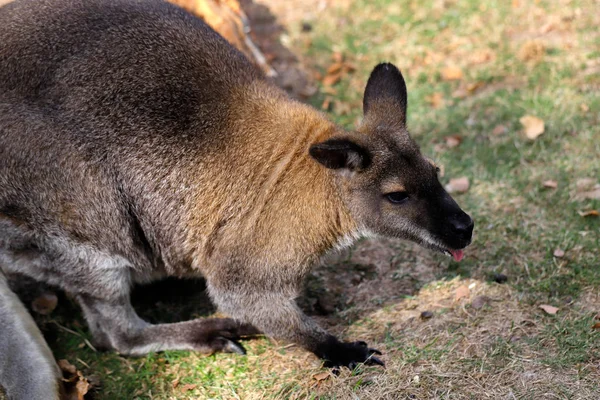 Cuerpo Completo Canguro Adulto Macropod Prado Fotografía Naturaleza Vida Silvestre —  Fotos de Stock