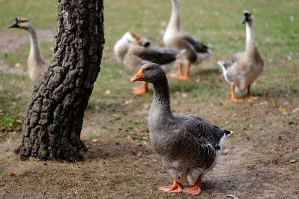 Toulouse Chinese Binnenlandse Ganzen Boerderij Fotografie Van Natuur Wildlife — Stockfoto