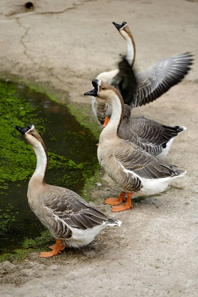 Chinese Binnenlandse Ganzen Boerderij Fotografie Van Natuur Wildlife — Stockfoto