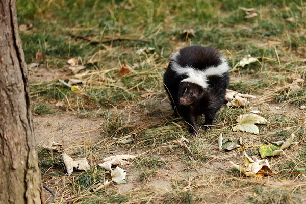 Mephitidae tam görünümünü memeliler kokarcalar oluşan bir ailedir ve porsuk leş gibi kokuyorsun. Doğa ve yaban hayatı fotoğraf.