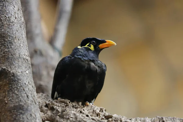 Zbliżenie Wspólne Hill Myna Gałęzi Fotografia Przyrody Dzikich Zwierząt — Zdjęcie stockowe