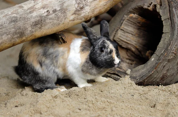 ベージュ グレー ホワイト国内ピグミー ウサギ うさぎ の完全なボディ 自然と野生動物の写真 — ストック写真