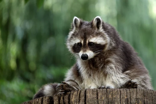 Porträt Ganzkörper Lotor Waschbär Auf Dem Baumstamm Fotografie Von Natur Stockfoto