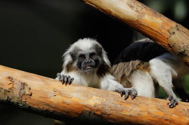 Kadın Yetişkin pamuk-üst tamarin ağaç gövdesi üzerinde küçük bir yeni dünya maymun portresi. Doğa ve yaban hayatı fotoğraf.