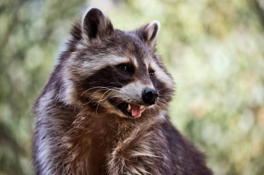 Yetişkin erkek lotor rakunun portresi (procyon lotor). Doğanın ve vahşi yaşamın fotoğrafçılığı.