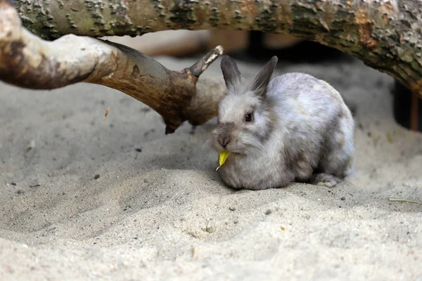 T を食べてベージュ グレー国内ピグミー ウサギ (うさぎ) の完全なボディ — ストック写真