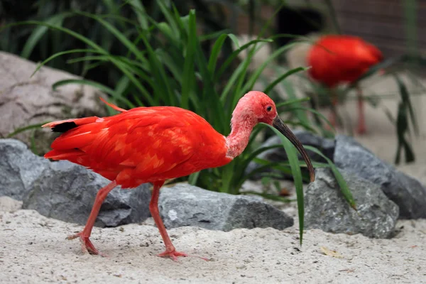 Full body of scarlet ibis (Eudocimus ruber) una especie de ibis en —  Fotos de Stock