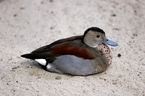 Cuerpo Completo Pato Verde Azulado Macho Fotografía Naturaleza Vida Silvestre —  Fotos de Stock