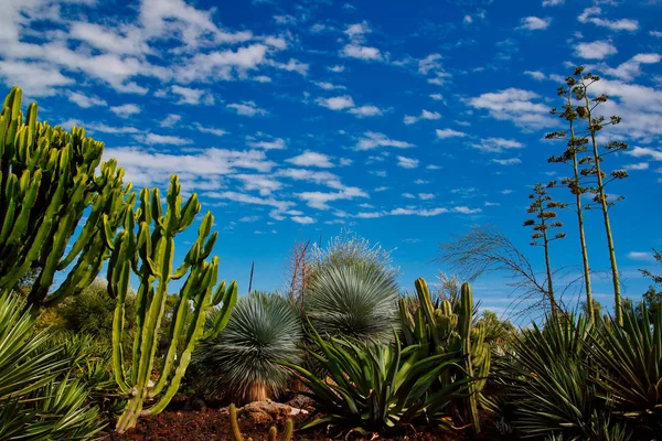 Vista Del Paisaje Tropical Con Árboles Plantas Sobre Fondo Azul —  Fotos de Stock