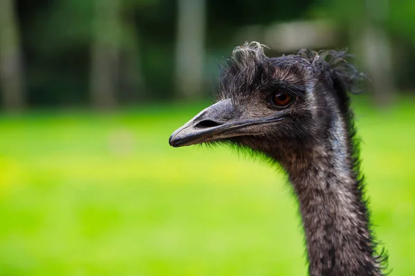 Zbliżenie Australijski Emu Dromaius Novaehollandiae Zobacz Emu Głowy Fotografia Przyrody — Zdjęcie stockowe