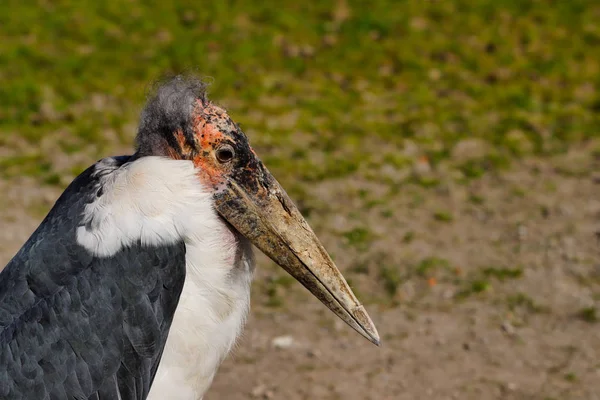 Porträt Des Großen Watvogels Marabou Storch Leptoptilos Crumenifer Fotografie Von — Stockfoto