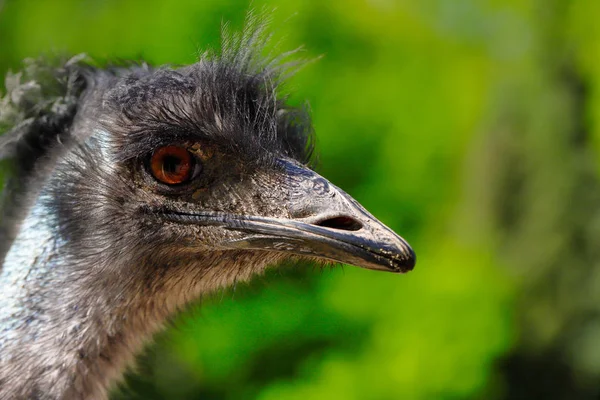 Close Australian Emu Dromaius Novaehollandiae View Emu Head Photography Nature — Stock Photo, Image