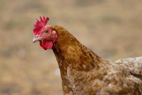 Retrato Gallina Doméstica Dorada Granja Fotografía Naturaleza Vida Silvestre — Foto de Stock