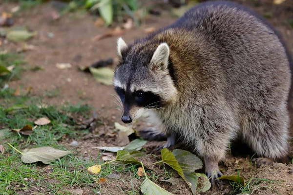 Pieno Corpo Procione Comune Loto Fotografia Della Fauna Selvatica — Foto Stock