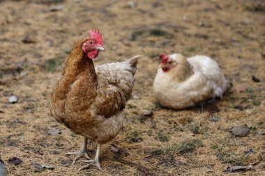 Kahverengi-Bej tavuk çiftliği de tam gövdesi. Doğa ve yaban hayatı fotoğraf.