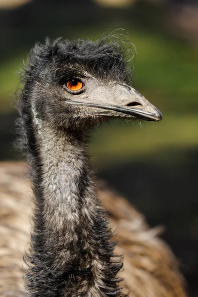 Portrét Australských Emu Dromaius Novaehollandiae Pohled Emu Krku Hlavy Fotografie — Stock fotografie