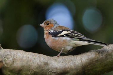 Erkek ortak ispinoz (Fringilla coelebs) ağaç dalı olarak portresi. Doğa ve yaban hayatı fotoğraf.