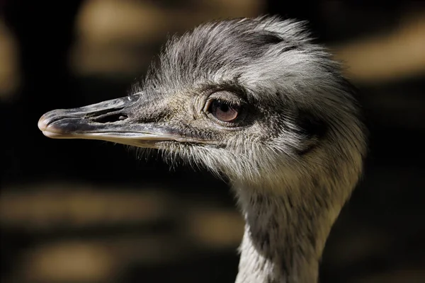 Perfil Retrato Fêmea Cinza Maior Rhea Rhea Americana Fotografia Natureza — Fotografia de Stock