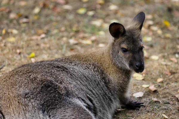 Retrato Canguru Australiano Marsupial Fotografia Natureza Vida Selvagem — Fotografia de Stock