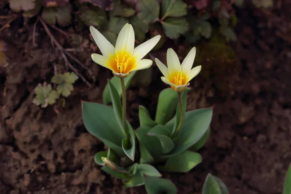 वसंत ऋतूच्या मधमाशावर पिवळा क्रॉकस फुलं बंद करा — स्टॉक फोटो, इमेज