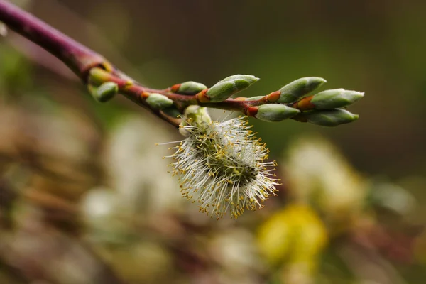 Close Pussy Willow Tree Branch Springtime Macro Photography Nature — Stock Photo, Image