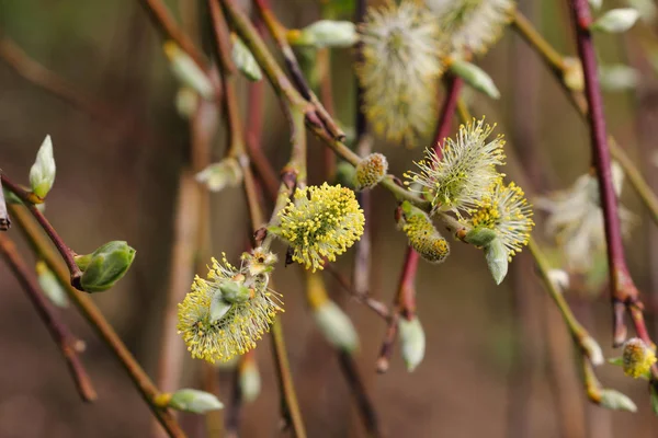 春の猫柳の木の枝のクローズ アップ 自然のマクロ撮影 — ストック写真