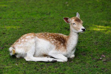 Kadın alageyik (dama, dama) çayır üzerinde tam vücut