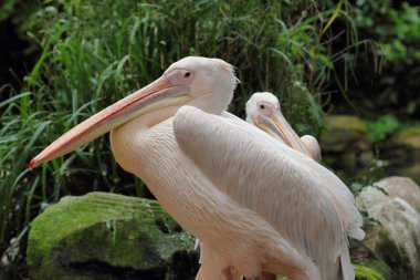 Pembe Pelikan (pelecanidae, pelecanus) çifti portresi. Doğa ve yaban hayatı fotoğraf.