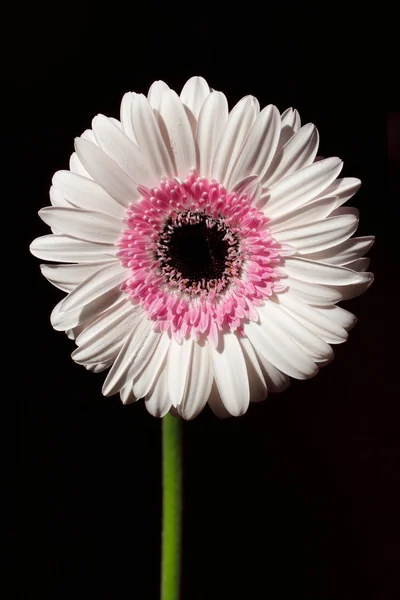 Porträt Einer Pastellfarbenen Gerbera Blume Auf Schwarzem Hintergrund Makrofotografie Der — Stockfoto