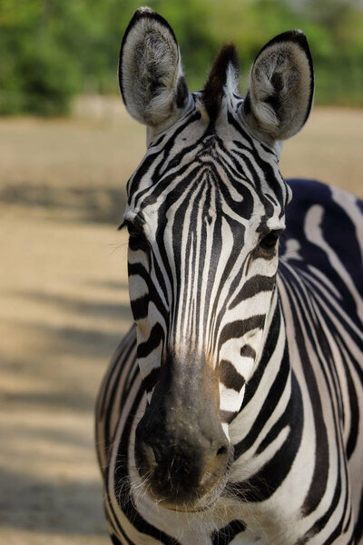 Portrait of African striped coat zebra. Photography of nature and wildlife.