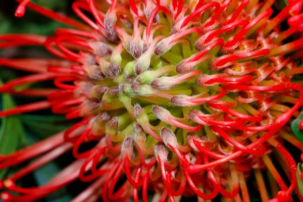 Close Leucospermum Pincushion Protea Flower Macro Photography Nature — Stock Photo, Image