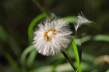 Olgunlaşmış meyve ortak Dandelion (karahindiba officinale Close-up) 