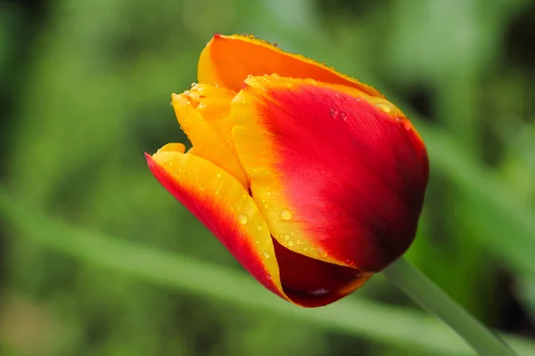 Nahaufnahme Einer Rot Gelben Tulpenblüte Frühlingsgarten Makrofotografie Der Natur — Stockfoto