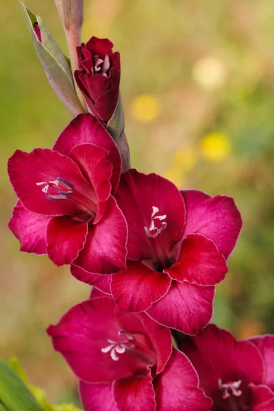 Gros Plan Fleur Gladiole Rose Rouge Dans Jardin Été Macro — Photo