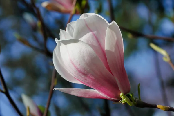 Vista Magnolia Sieboldii Flor Sobre Fondo Azul Del Cielo Macro — Foto de Stock