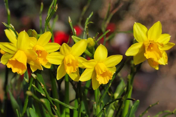 Close Flores Narciso Amarelo Prado Primavera Macro Fotografia Natureza — Fotografia de Stock